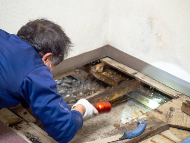 Best Mold Remediation Experts  in Valparaiso, FL
