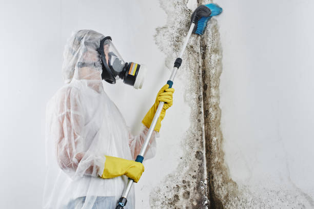 Professional Mold Removal in Valparaiso, FL