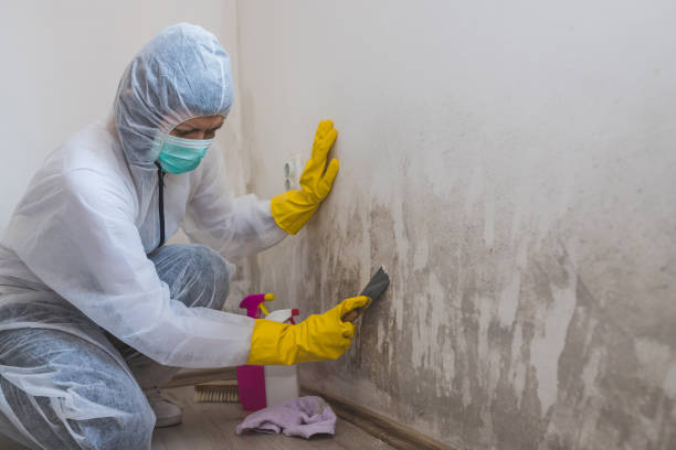 Best Certified Mold Removal  in Valparaiso, FL