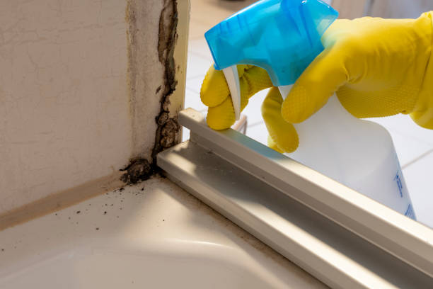 Best Office Mold Removal Services  in Valparaiso, FL