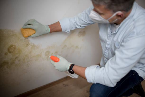 Best Black Mold Removal  in Valparaiso, FL