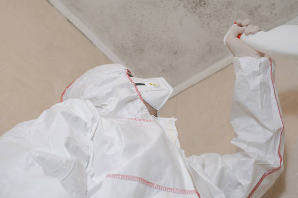 Best Attic Mold Removal  in Valparaiso, FL