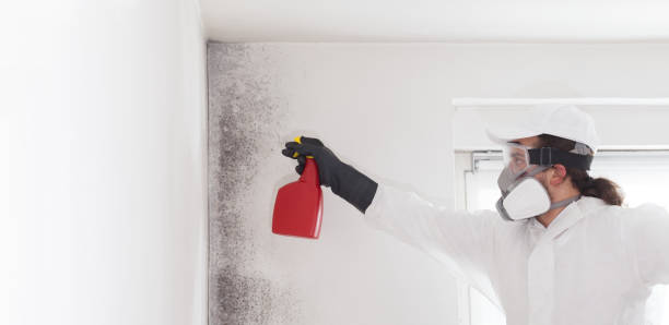 Best Toxic Mold Removal  in Valparaiso, FL