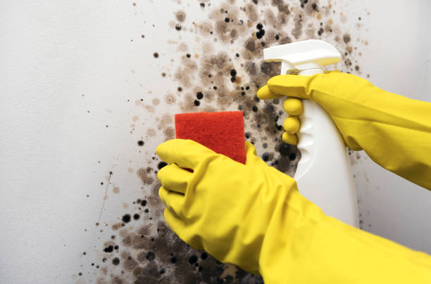 Best Certified Mold Removal  in Valparaiso, FL