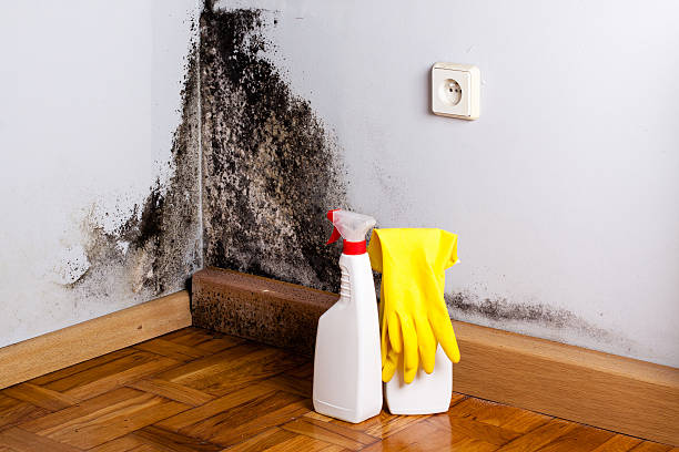 Best Mold Damage Repair  in Valparaiso, FL