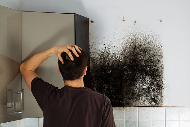 Best Residential Mold Removal  in Valparaiso, FL