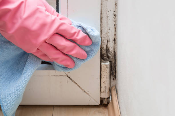 Best Attic Mold Removal  in Valparaiso, FL