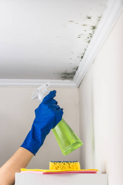 Best Commercial Mold Removal  in Valparaiso, FL